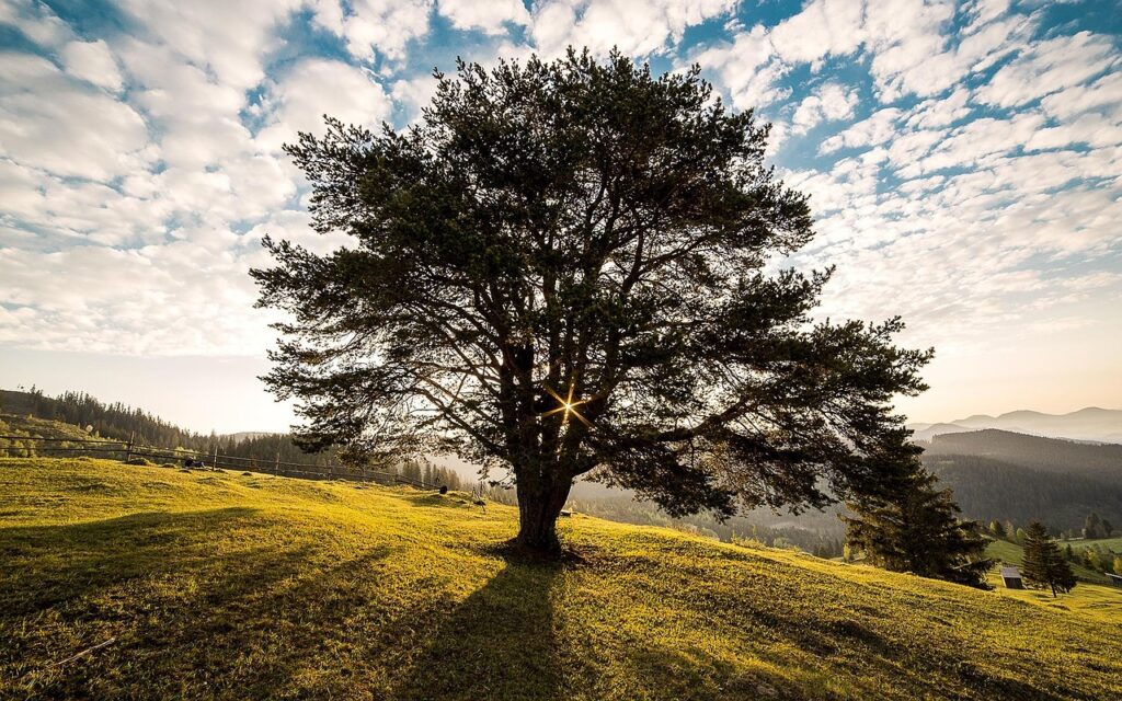 meadow, tree, sunrise, dawn, morning, field, landscape, outdoors, countryside, scenery, nature, campulung, bukovina, romania, tree, tree, tree, tree, tree